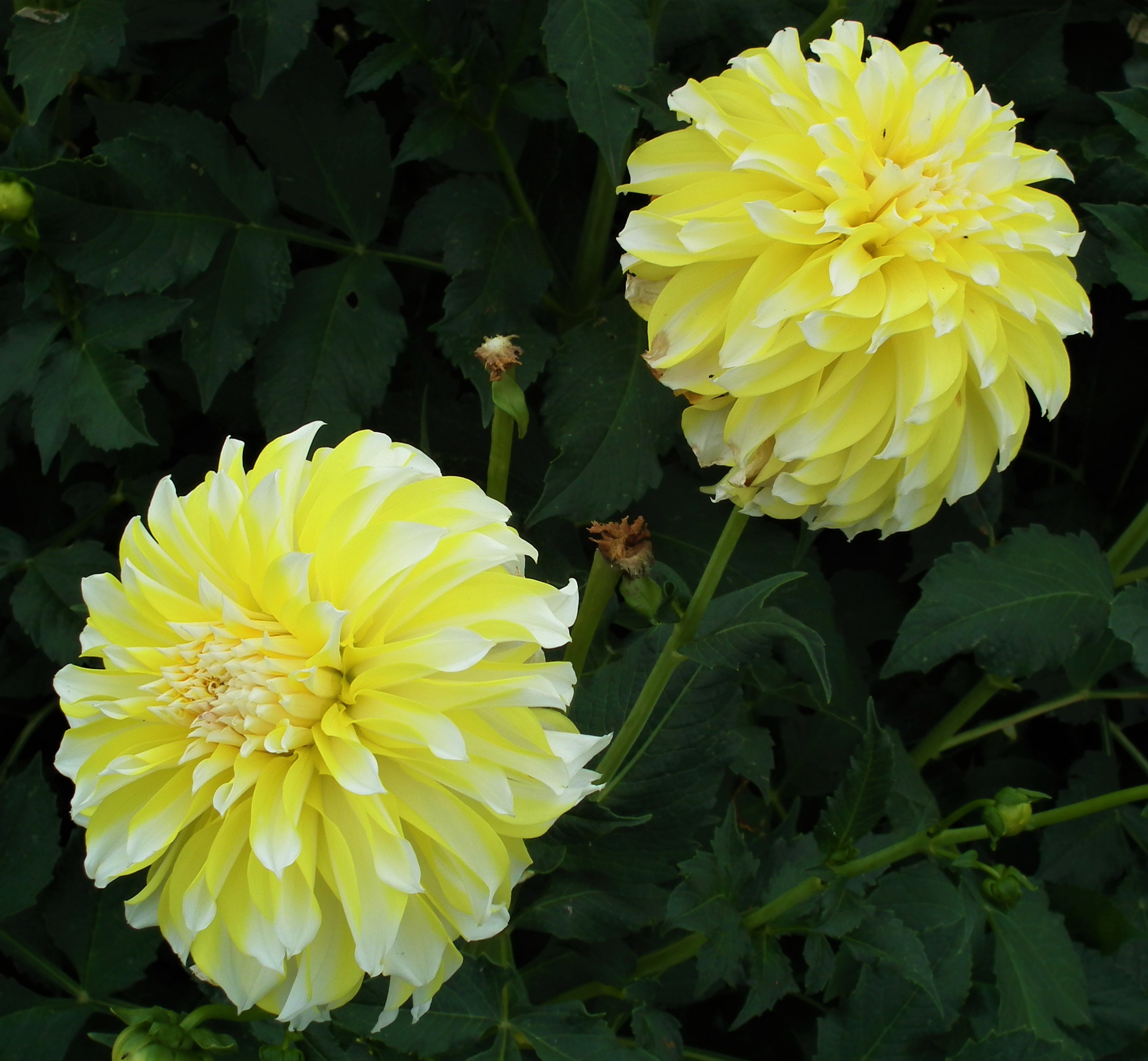 hollyhill lemon ice (11).JPG